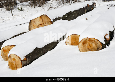 Frisch geschnitten Sie Scheitholz im Winter Stockfoto