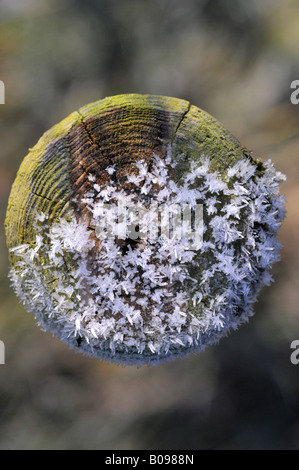 Morgen Frost auf der Oberseite einen Zaunpfahl Stockfoto