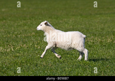 Hausschafe, Lamm, springen und laufen auf einem Feld (Ovis Aries) Stockfoto