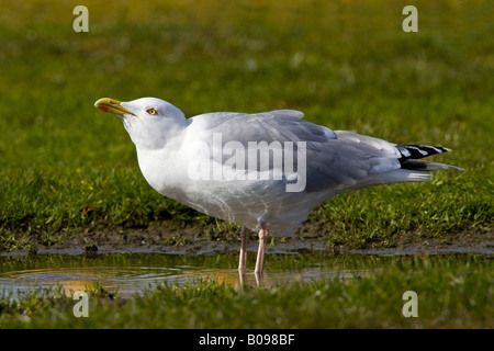 Silbermöwe (Larus Argentatus) Trinkwasser aus einer Pfütze, Büsum, Nordsee, Schleswig-Holstein, Deutschland Stockfoto