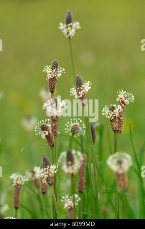 PLANTAGO LANCEOLATA SPITZWEGERICH SPITZWEGERICH Stockfoto