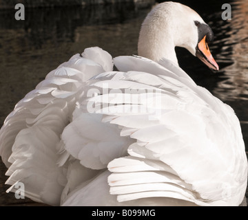 Schwan am Blackwater River, Nominierungsparteitag, Essex. Stockfoto