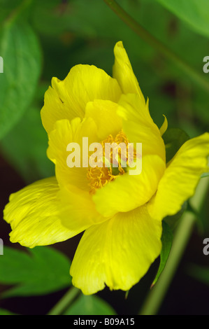 PAEONIA DELAVAYI LUTEA CHINESISCHE BAUM PFINGSTROSE Stockfoto