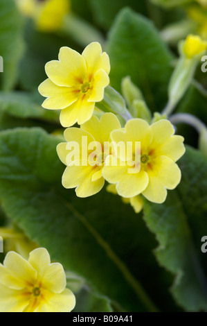 PRIMULA VERIS SCHLAUCH IN SCHLAUCH SCHLÜSSELBLUME Stockfoto