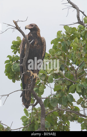 Wedge-tailed Eagle Aquila audax Stockfoto