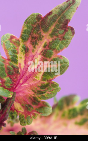 Solenostemon Schönheit von Lyon (Coleus, Flamme Brennessel, Painted Brennnessel.) Nahaufnahme von farbigen Blatt. Stockfoto