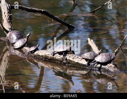 Wärmezone Schildkröten auf einem Baumstamm. Stockfoto