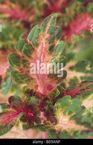 Solenostemon Schönheit von Lyon (Coleus, Flamme Brennessel, Painted Brennnessel.) Nahaufnahme von farbigen Blatt. Stockfoto