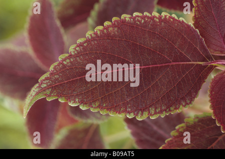 Solenostemon 'Etna' (Coleus, Flamme Brennessel, Painted Brennnessel.) Nahaufnahme von farbigen Blatt. Stockfoto