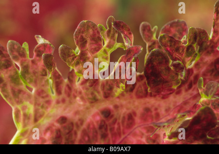 Solenostemon "Jupiter" (Coleus, Flamme Brennessel, Painted Brennnessel.) Nahaufnahme von farbigen Blatt. Stockfoto