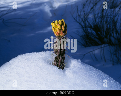 Eine Hochebene Cholla Cactus Knospe schießt durch einen mitten im Winter Schnee in der Nähe von Los Alamos Stockfoto