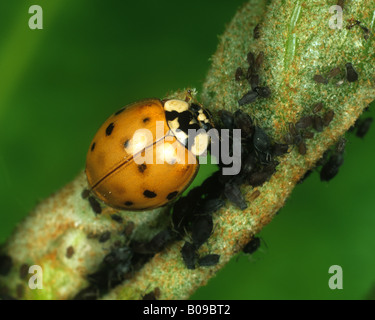 Harlekin oder asiatische Marienkäfer Harmonia Axyridis gesichtet Form eine Bedrohung für die Einheimischen Marienkäfer-Arten Stockfoto
