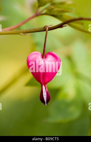 "Bleeding Hearts" Dicentra Spectabilis Stockfoto