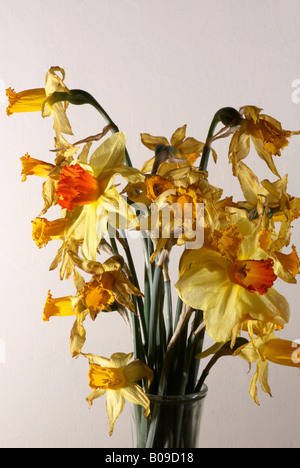 Ein live Narzissen Narcissus, umgeben von einem Haufen toter Narzissen in einer vase Stockfoto