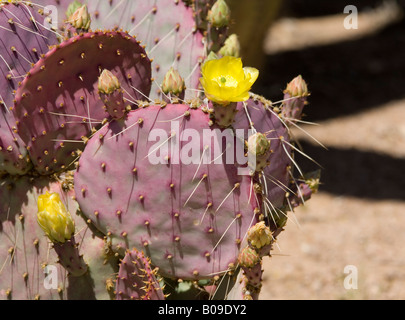 Santa Rita Prickly Pear Cactus Opuntia Santa rita Stockfoto