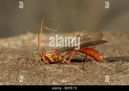 Gelbe Ophion - Ophion luteus Stockfoto