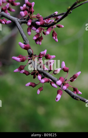 Teilweise offene Ostredbud Blüten am Zweig über grün. Stockfoto