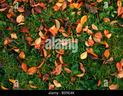 Herbstlaub auf Rasen. Stockfoto