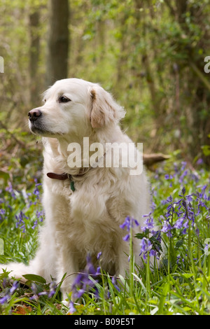 Golden Retriever im Frühjahr Wald mit Glockenblumen Stockfoto