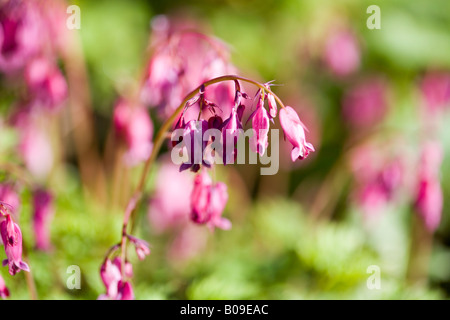 Dicentra Stuart Boothman Stockfoto