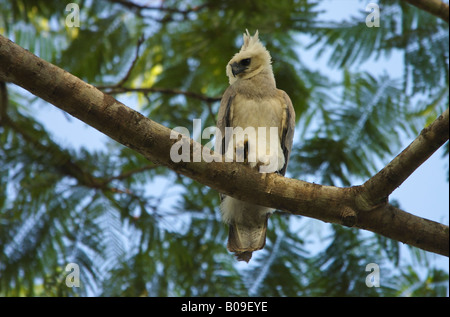 Juvenile Harpyie Adler thront im Dschungel Baldachin, Mato Grosso, Brasilien. Stockfoto