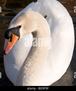 Schwan am Blackwater River, Nominierungsparteitag, Essex. Stockfoto