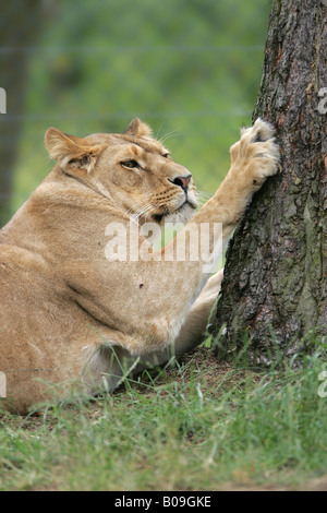 Löwin schärfen ihre Krallen an einem Baum - Panthera leo Stockfoto