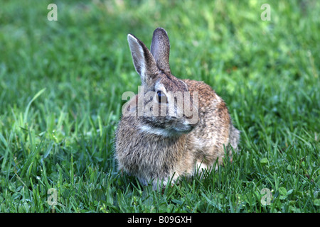 Eine Nahaufnahme der Fütterung von Kaninchen Hase. Stockfoto