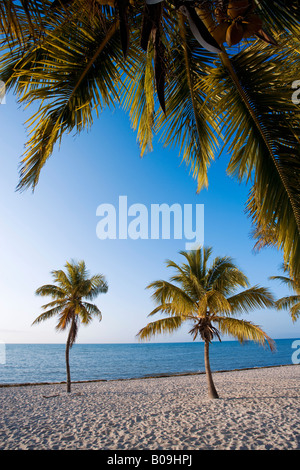 Tropischer Strand und Palmen Bäume in Key West, Florida, USA