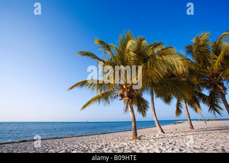 Tropischer Strand mit Palmen in Key West, Florida, USA