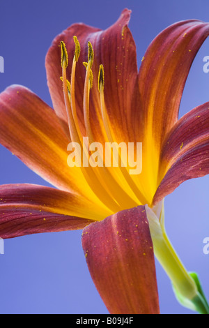 Hemerocallis, Taglilien Stockfoto