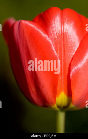 Perfekt rote Tulpe im Frühjahr Stockfoto