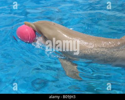 Delfin mit ball Stockfoto