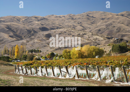 Domäne Straße Weinberg im Herbst Bannockburn Central Otago Südinsel Neuseeland Stockfoto