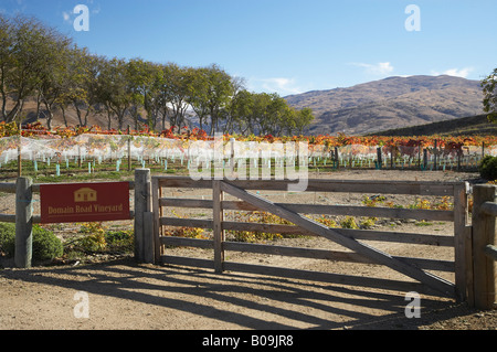 Domäne Straße Weinberg im Herbst Bannockburn Central Otago Südinsel Neuseeland Stockfoto