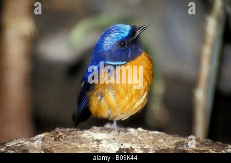 Männliche östlichen Bluebird Sialia Sialis - Captive Stockfoto