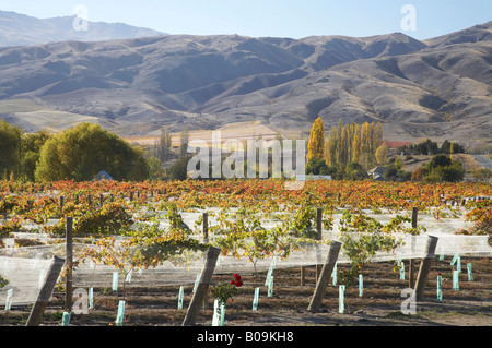 Domäne Straße Weinberg im Herbst Bannockburn Central Otago Südinsel Neuseeland Stockfoto