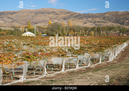 Pinot Noir Rebzeilen im Herbst Domain Road Weinberg Bannockburn Central Otago Neuseeland Südinsel Stockfoto