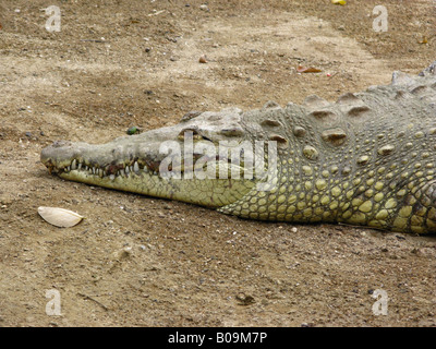 Crocodylus Intermedius (Gräber, 1819) Stockfoto