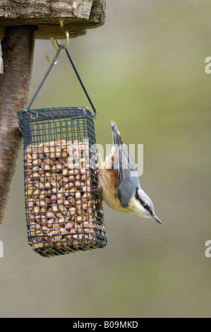 Männlichen Kleiber Sitta Europaea, auf einem Tisch Samen Futterhäuschen voller Sonnenblumenkerne, gesehen in Dumfries and Galloway, Schottland Stockfoto