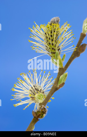 Goat Willow Kätzchen, Salix caprea Stockfoto