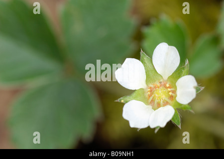 Karge Erdbeere Blume, Potentilla sterillis Stockfoto