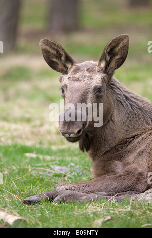 weibliche Elche oder Elch - Alces alces Stockfoto