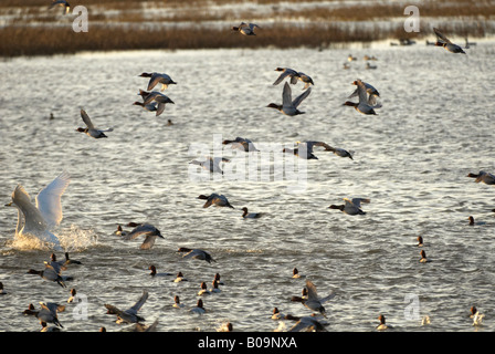 WWT Welney Whooper Schwan Cygnus Cygnus versucht, durch Beobachtung Fläche die Flucht ergreifen Stockfoto