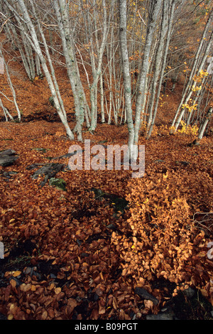 Tejera Negra Herbst, Provinz Guadalajara Spanien Stockfoto