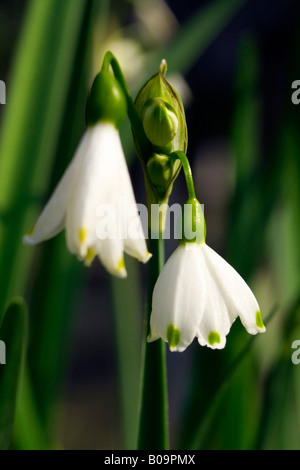 Amaryllisgewächse Leucojum aestivu Stockfoto