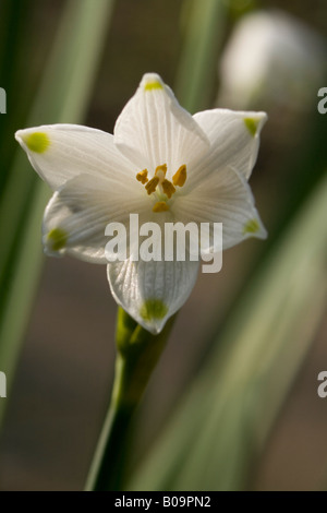 Amaryllisgewächse Leucojum aestivu Stockfoto