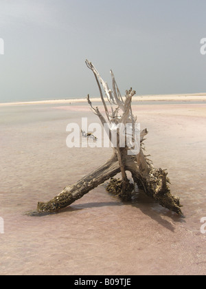 Rosa Sand Treibholz Stockfoto