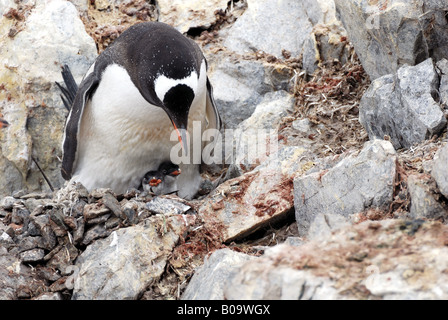 Gentoo Penguin (Pygoscelis Papua), mit Küken, Antarktis Stockfoto