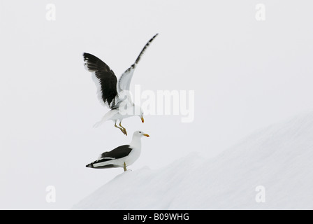 südlichen Black-backed Gull, Kelp Gull (Larus Dominicanus) gelandet und Landung Einzelpersonen, Antarktis Stockfoto